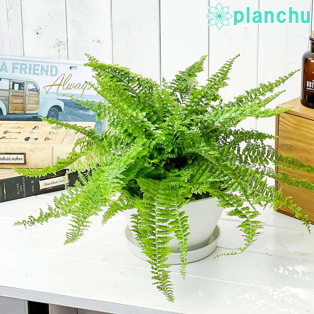 PLANCHU 観葉植物 ネフロレピス フラッフィーラッフルズ 6号平鉢 受け皿付き 育て方説明書付き Nephrolepis ‘Fluffy Ruffles’ ボストンファーン ボストンファン シダ植物