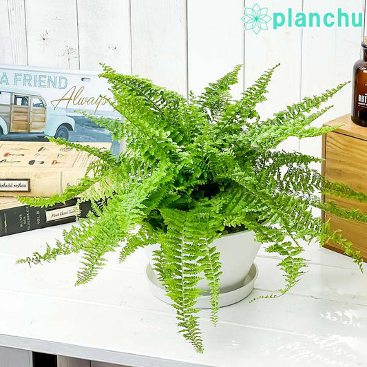 PLANCHU 観葉植物 ネフロレピス フラッフィーラッフルズ 6号平鉢 受け皿付き 育て方説明書付き Nephrolepis ‘Fluffy Ruffles’ ボストンファーン ボストンファン シダ植物