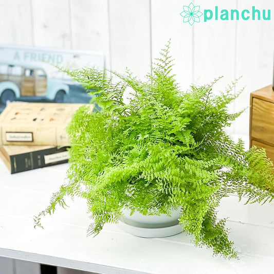 PLANCHU 観葉植物 ネフロレピス マリサ 6号平鉢 受け皿付き 育て方説明書付き Nephrolepis ‘Marisa’ ボストンファーン ボストンファン シダ植物