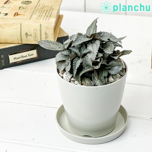 PLANCHU 観葉植物 ピレア エレン 3.5号鉢 受け皿付き 育て方説明書付き Pilea cadierei ‘Ellen’