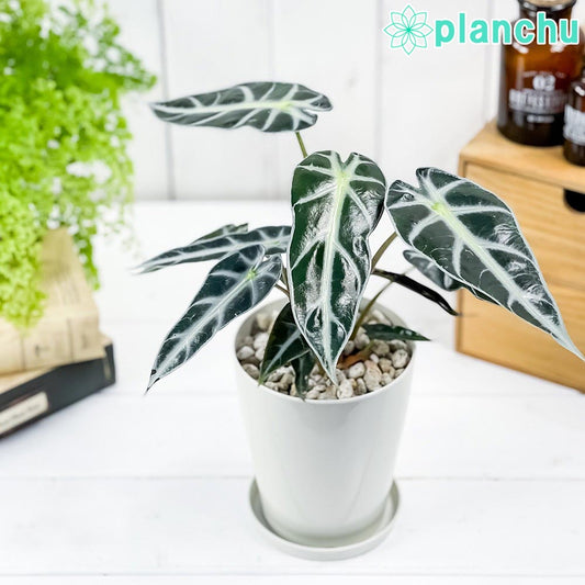 PLANCHU 観葉植物 アロカシア バンビーノ アロー 4号鉢 受け皿付き 育て方説明書付き Alocasia ‘Bambino Arrow’ アロイド