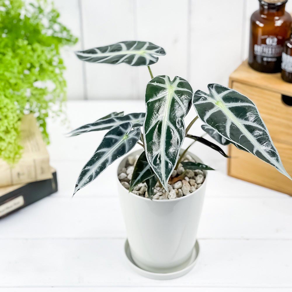 PLANCHU 観葉植物 アロカシア バンビーノ アロー 4号鉢 受け皿付き 育て方説明書付き Alocasia ‘Bambino Arrow’ アロイド