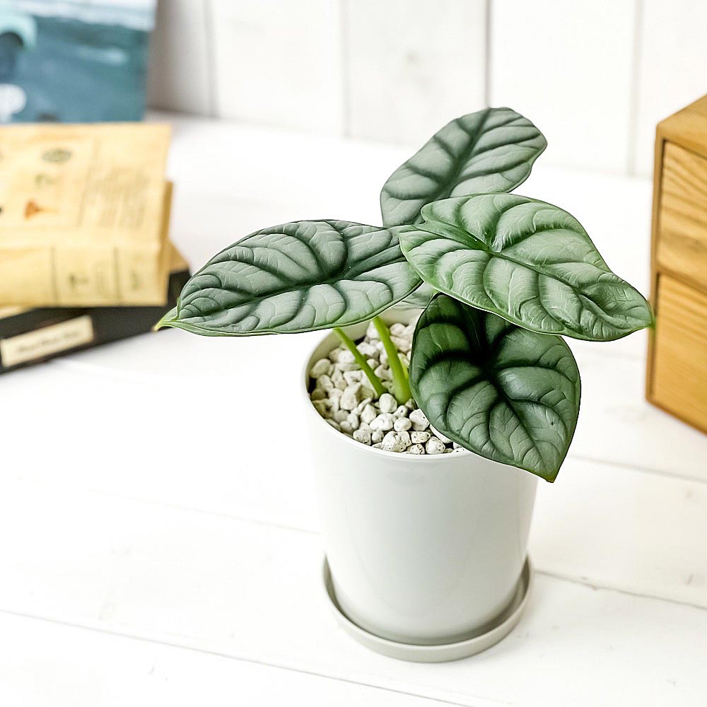 PLANCHU 観葉植物 アロカシア シルバードラゴン 4号鉢 受け皿付き 育て