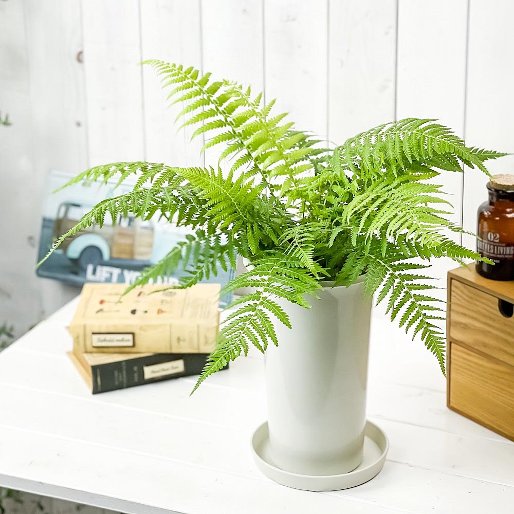 PLANCHU 観葉植物 ディクソニア アンタルクティカ 5号ロング鉢 受け皿