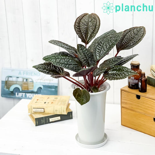 PLANCHU 観葉植物 モノレナ プリムリフロラ 5号ロング鉢 受け皿付き 育て方説明書付き Monolena primuliflora アリ植物