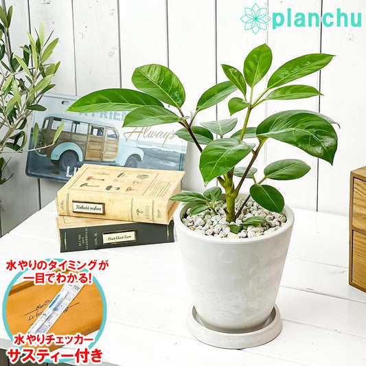 PLANCHU 観葉植物 シェフレラ アルパイン 5号樹脂鉢 ホワイト サスティー付き 受け皿付き 育て方説明書付き Schefflera ‘Alpine’