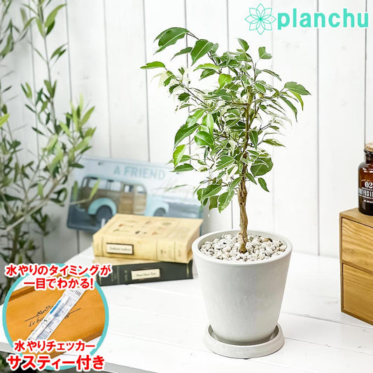 PLANCHU 観葉植物 フィカス ベンジャミン スターライト ネジリ 5号樹脂鉢 ホワイト サスティー付き 受け皿付き 育て方説明書付き 幸運を呼ぶ木