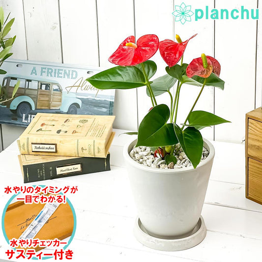 PLANCHU 観葉植物 アンスリウム レッド 5号樹脂鉢 ホワイト サスティー付き 受け皿付き 育て方説明書付き Anthurium andraeanum アンスリューム 鉢花