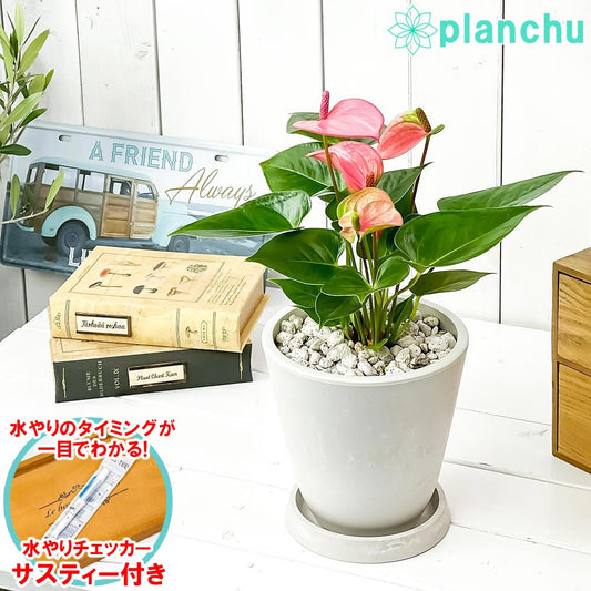 PLANCHU 観葉植物 アンスリウム ピンク 5号樹脂鉢 ホワイト サスティー付き 受け皿付き 育て方説明書付き Anthurium andraeanum アンスリューム 鉢花