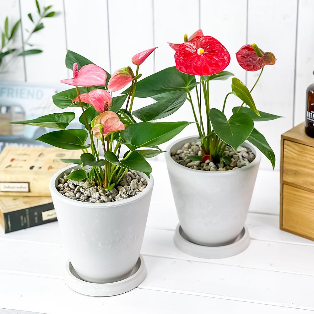 PLANCHU 観葉植物 アンスリウム レッド ＆ ピンク 2鉢セット 5号樹脂鉢 ホワイト サスティー付き 受け皿付き 育て方説明書付き アンスリューム 鉢花