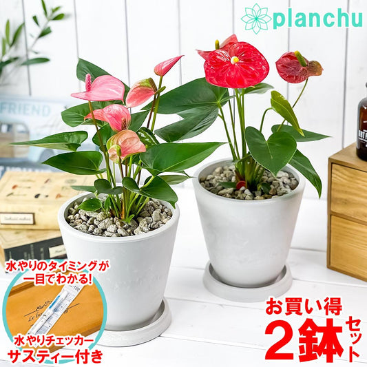 PLANCHU 観葉植物 アンスリウム レッド ＆ ピンク 2鉢セット 5号樹脂鉢 ホワイト サスティー付き 受け皿付き 育て方説明書付き アンスリューム 鉢花