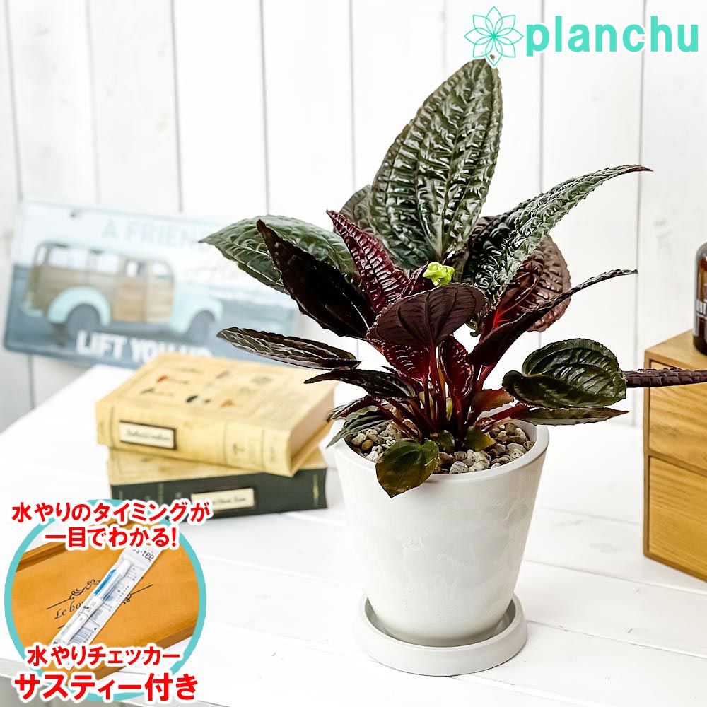 PLANCHU 観葉植物 モノレナ プリムリフロラ 5号樹脂鉢 ホワイト サスティー付き 受け皿付き 育て方説明書付き Monolena primuliflora アリ植物
