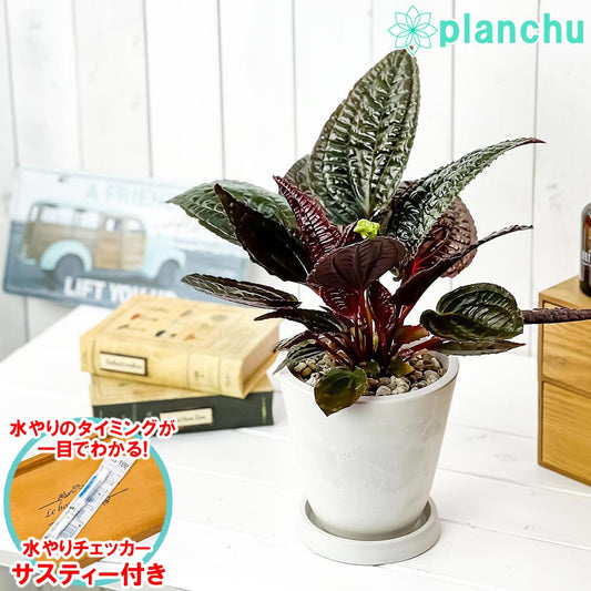 PLANCHU 観葉植物 モノレナ プリムリフロラ 5号樹脂鉢 ホワイト サスティー付き 受け皿付き 育て方説明書付き Monolena primuliflora アリ植物