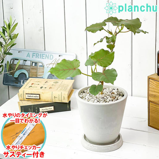 PLANCHU 観葉植物 フィカス ペティオラリス 5号樹脂鉢 ホワイト サスティー付き 受け皿付き 育て方説明書付き Ficus petiolaris コーデックス