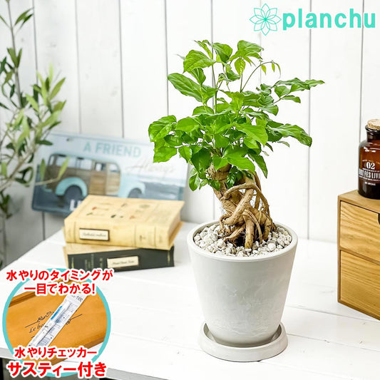 PLANCHU 観葉植物 ヘテロパナックス フラグランス 5号樹脂鉢 ホワイト サスティー付き 受け皿付き 育て方説明書付き Heteropanax fragrans