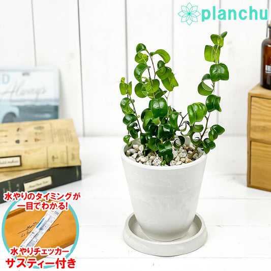 PLANCHU 観葉植物 フィカス ベンジャミン バロック 4号樹脂鉢 ホワイト サスティー付き 受け皿付き 育て方説明書付き PVP Ficus benjamina ‘Barok’ 幸運を呼ぶ木