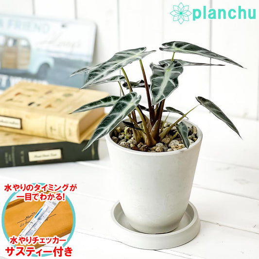 PLANCHU 観葉植物 アロカシア バンビーノ アロー 4号樹脂鉢 ホワイト サスティー付き 受け皿付き 育て方説明書付き Alocasia ‘Bambino Arrow’ アロイド