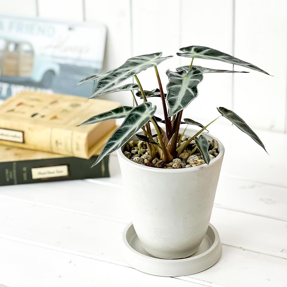 PLANCHU 観葉植物 アロカシア バンビーノ アロー 4号樹脂鉢 ホワイト