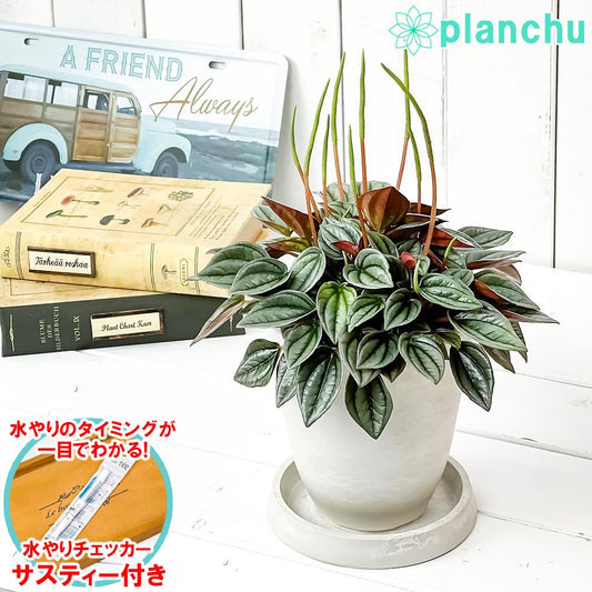 PLANCHU 観葉植物 ペペロミア ナポリナイツ 4号樹脂鉢 ホワイト サスティー付き 受け皿付き 育て方説明書付き PVP Peperomia ‘Napoli Nights’
