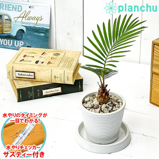 PLANCHU 観葉植物 ソテツ 3.5号樹脂鉢 ミディホワイト サスティー付き 受け皿付き 育て方説明書付き Cycas revoluta 蘇鉄 生きた化石