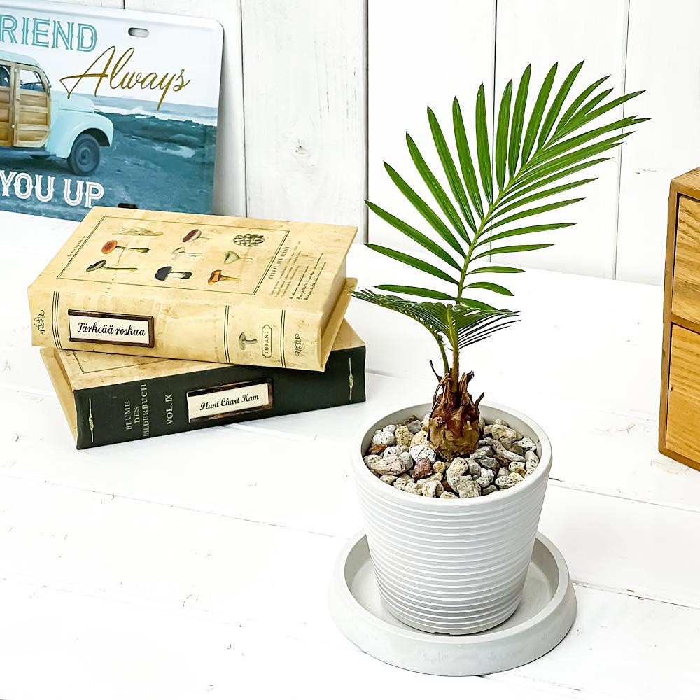 PLANCHU 観葉植物 ソテツ 3.5号樹脂鉢 ミディホワイト サスティー付き