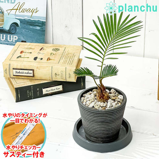 PLANCHU 観葉植物 ソテツ 3.5号樹脂鉢 ミディダークグレー サスティー付き 受け皿付き 育て方説明書付き Cycas revoluta 蘇鉄 生きた化石