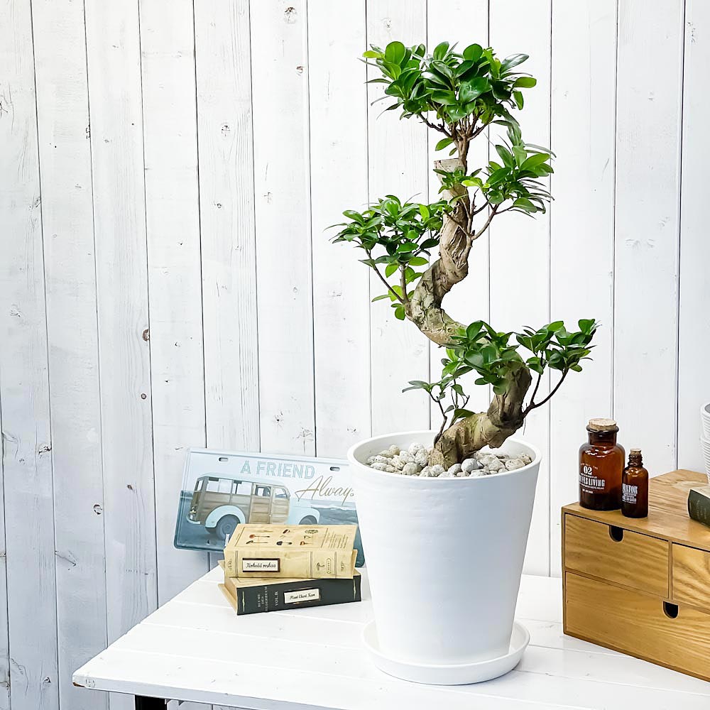 PLANCHU 観葉植物 ガジュマル 昇り竜 8号鉢 受け皿付き 育て方説明書付き Ficus microcarpa フィカス ミクロカルパ 精霊の宿る木