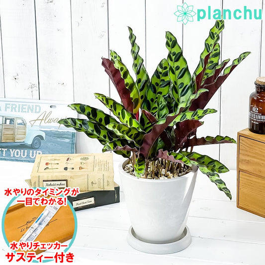 PLANCHU 観葉植物 カラテア ランキフォリア 5号樹脂鉢 ホワイト サスティー付き 受け皿付き 育て方説明書付き Calathea lancifolia インシグニス