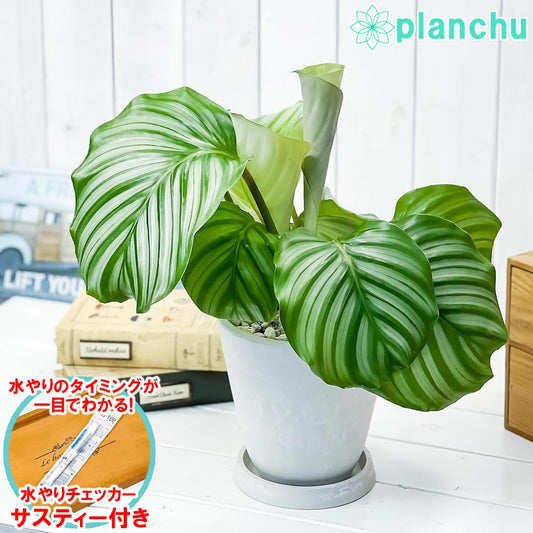 PLANCHU 観葉植物 カラテア オルビフォリア 5号樹脂鉢 ホワイト サスティー付き 受け皿付き 育て方説明書付き Calathea orbifolia