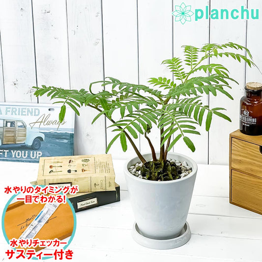 PLANCHU 観葉植物 リュウビンタイ 5号樹脂鉢 ホワイト サスティー付き 受け皿付き 育て方説明書付き Angiopteris シダ