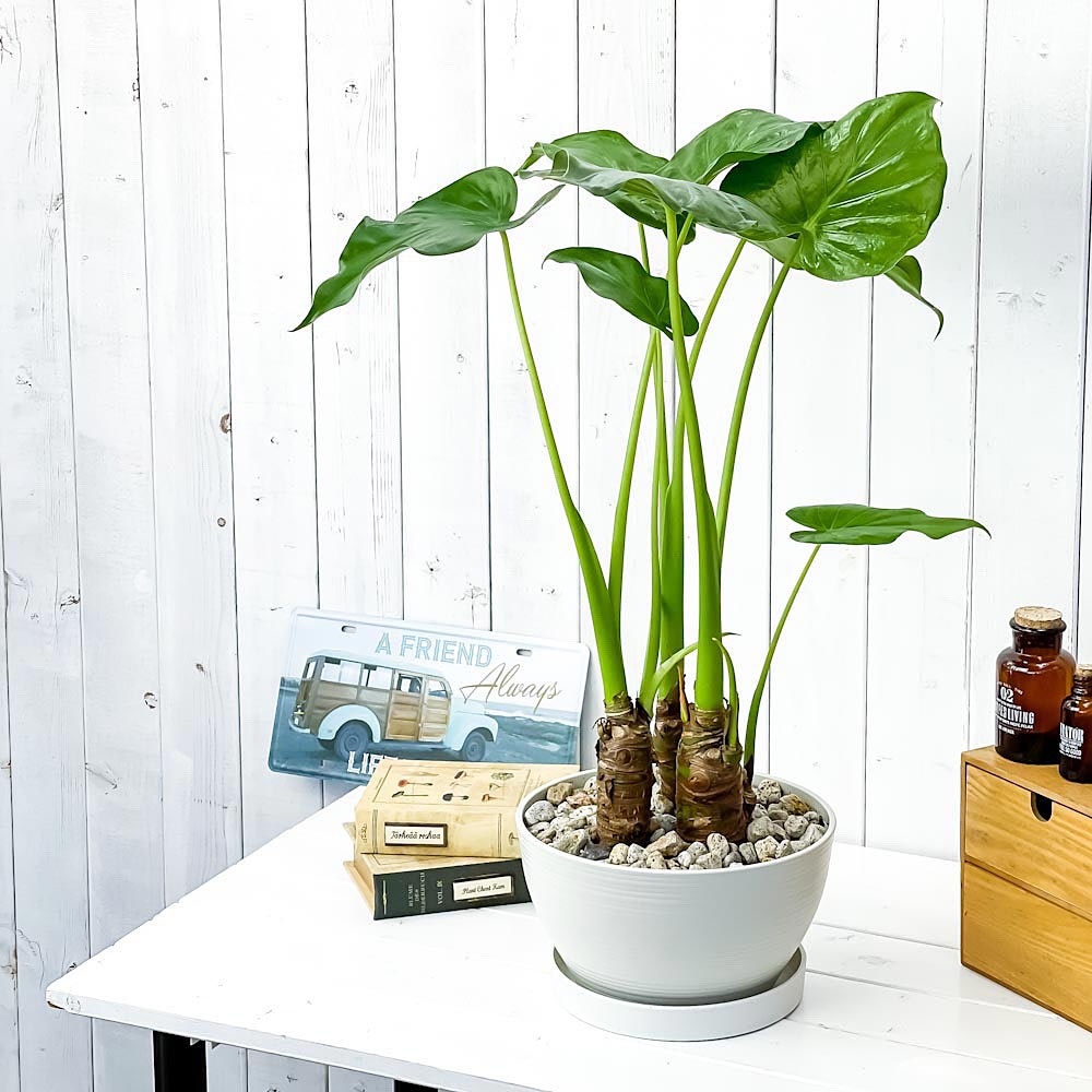 PLANCHU 観葉植物 アロカシア シマクワズイモ 8号平鉢 受け皿付き 育て方説明書付き Alocasia cucullata アロイド