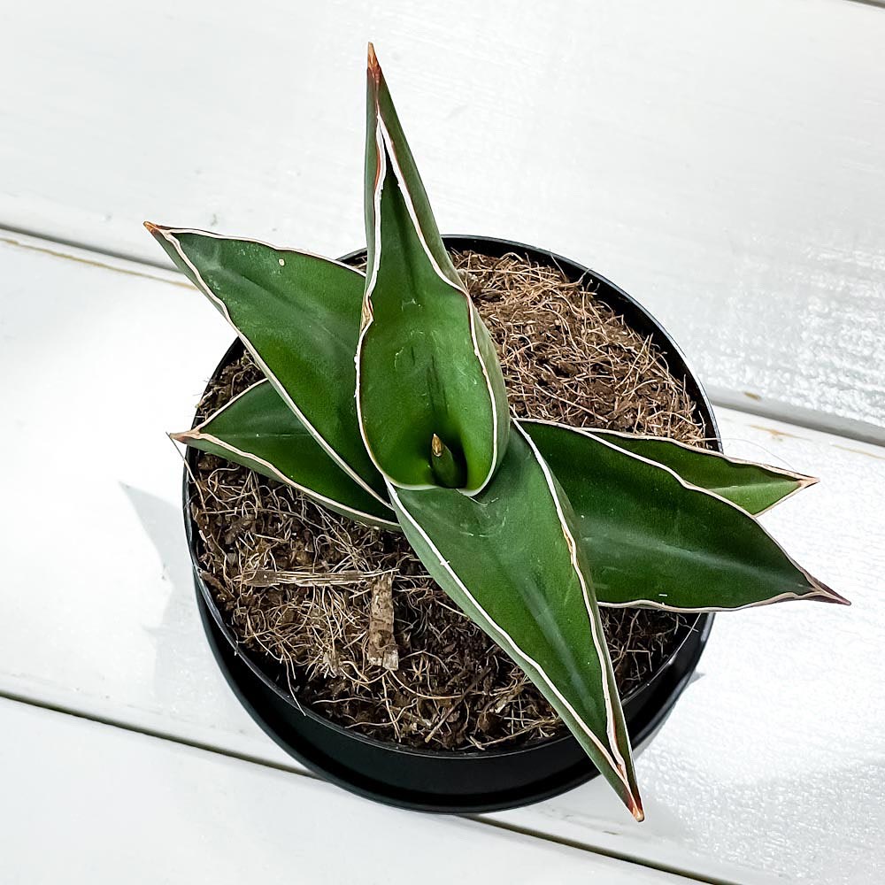 PLANCHU 観葉植物 サンセベリア サムライ ドワーフ 3号鉢 受け皿付き 育て方説明書付き Sansevieria ehrenbergii ‘Samurai Dwarf’ サンスベリア