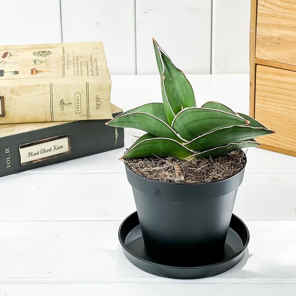 PLANCHU 観葉植物 サンセベリア サムライ ドワーフ 3号鉢 受け皿付き