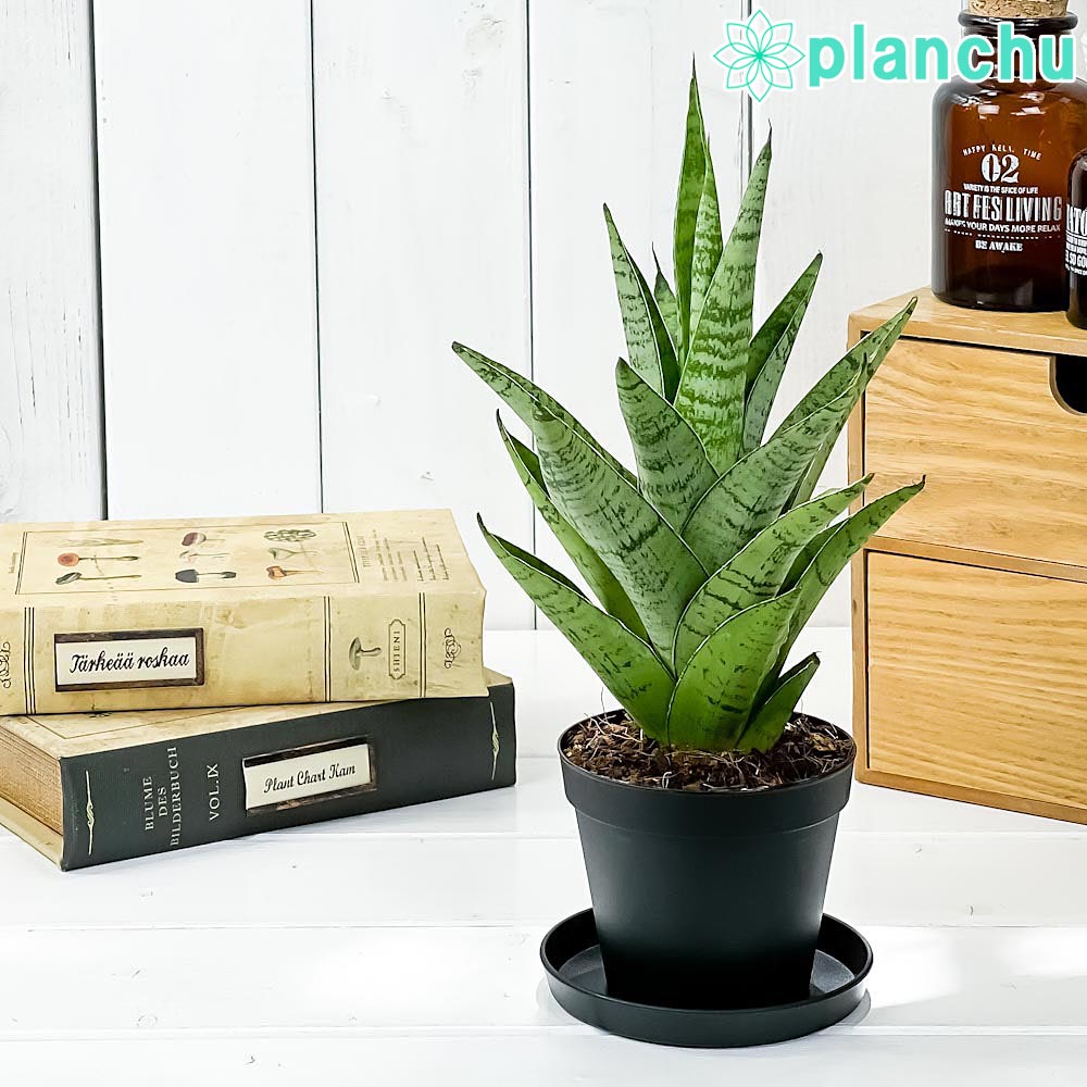 PLANCHU 観葉植物 サンセベリア ハイブリッド 3号鉢 受け皿付き 育て方説明書付き Sansevieria hyb. サンスベリア