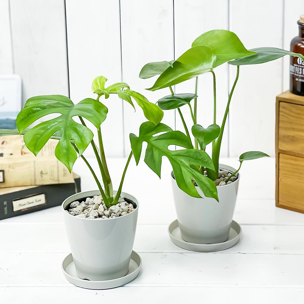 PLANCHU 観葉植物 モンステラ ＆ ヒメモンステラ 2種セット 3.5号鉢 受け皿付き 育て方説明書付き