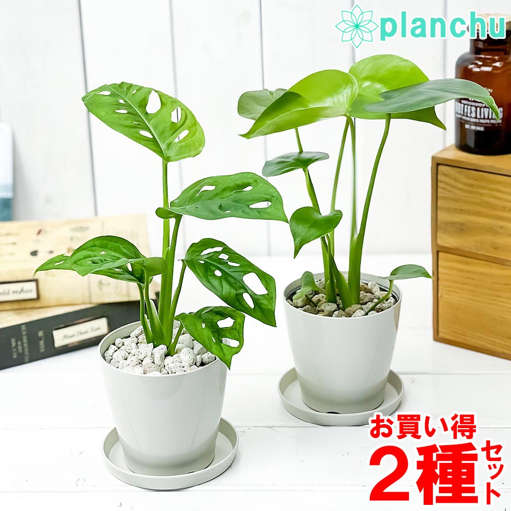PLANCHU 観葉植物 モンステラ ＆ マドカズラ 2種セット 3.5号鉢 受け皿付き 育て方説明書付き