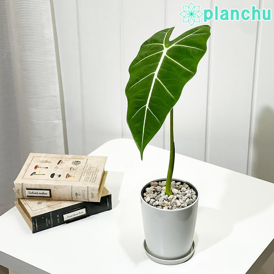 PLANCHU 観葉植物 アロカシア グリーンベルベット 4号鉢 受け皿付き 育て方説明書付き Alocasia ‘Green Velvet’ アロイド