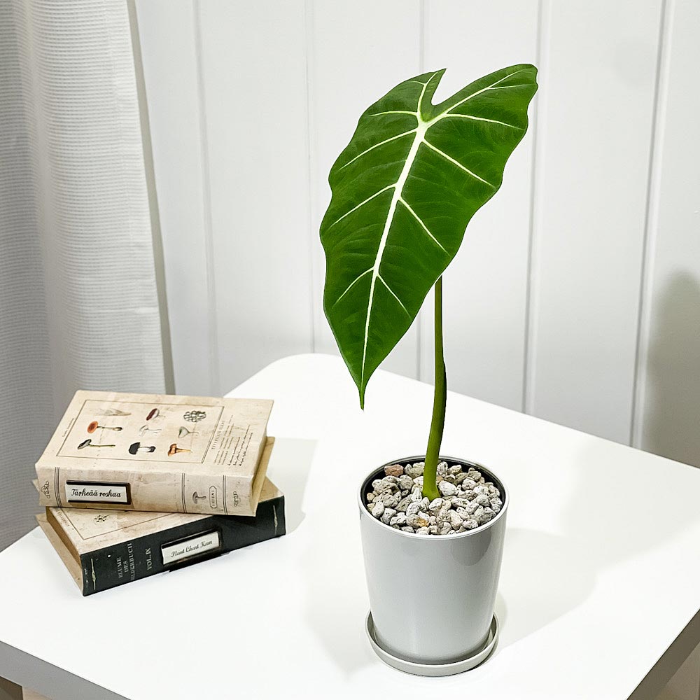PLANCHU 観葉植物 アロカシア グリーンベルベット 4号鉢 受け皿付き
