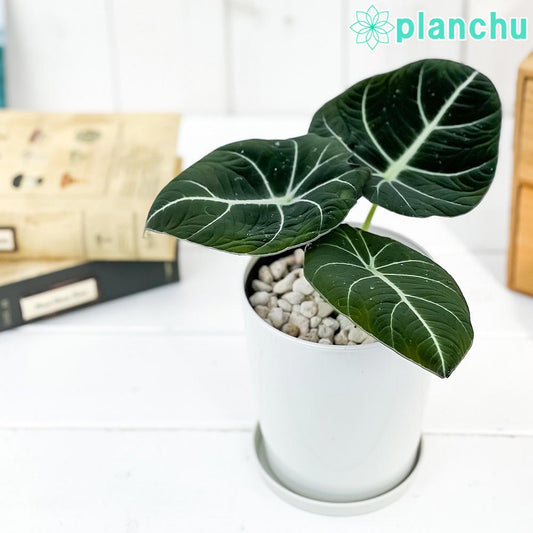 PLANCHU 観葉植物 アロカシア ブラックベルベット 4号鉢 受け皿付き 育て方説明書付き Alocasia ‘Black Velvet’ アロイド