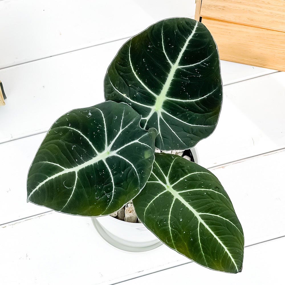 PLANCHU 観葉植物 アロカシア ブラックベルベット 4号鉢 受け皿付き 育て方説明書付き Alocasia ‘Black Velvet’ アロイド