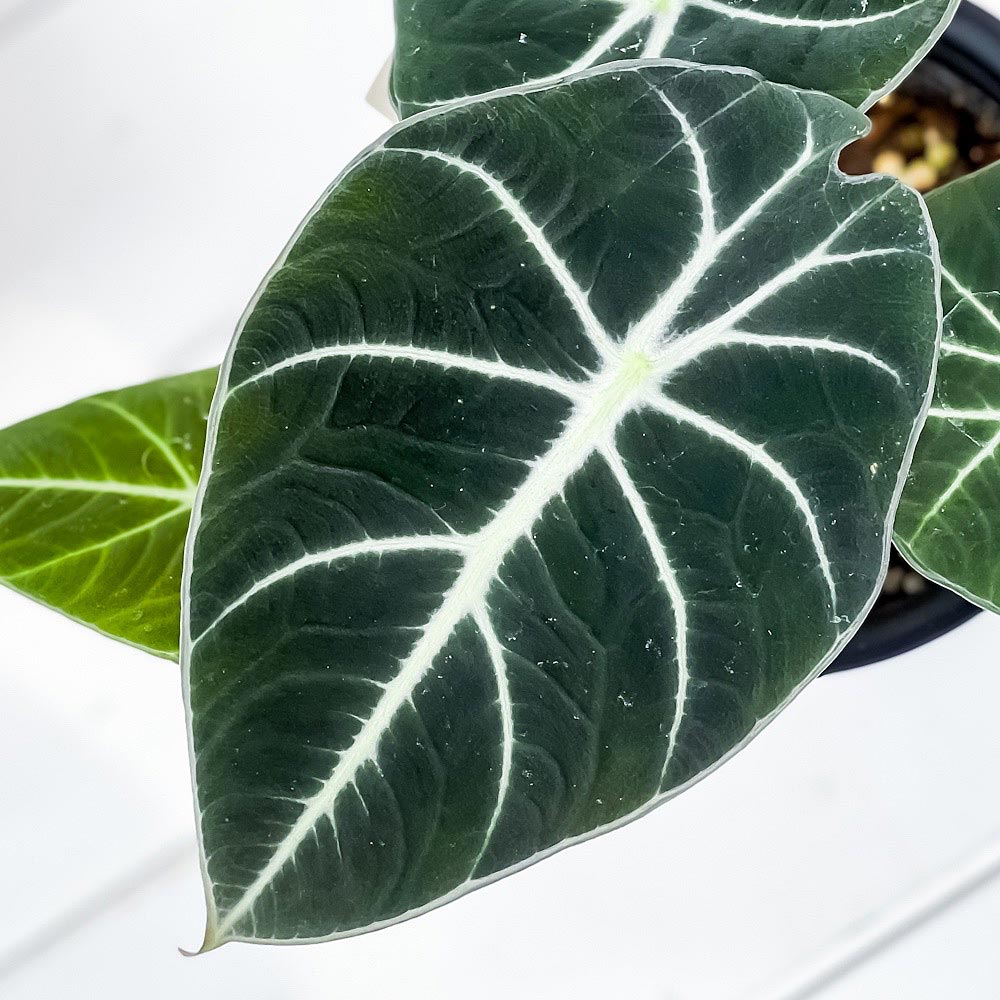 PLANCHU 観葉植物 アロカシア ブラックベルベット 4号鉢 受け皿付き 育て方説明書付き Alocasia ‘Black Velvet’ アロイド