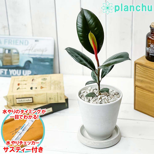 PLANCHU 観葉植物 フィカス バーガンディ 4号樹脂鉢 ホワイト サスティー付き 受け皿付き 育て方説明書付き Ficus elastica ‘Burgundy’ インドゴムノキ