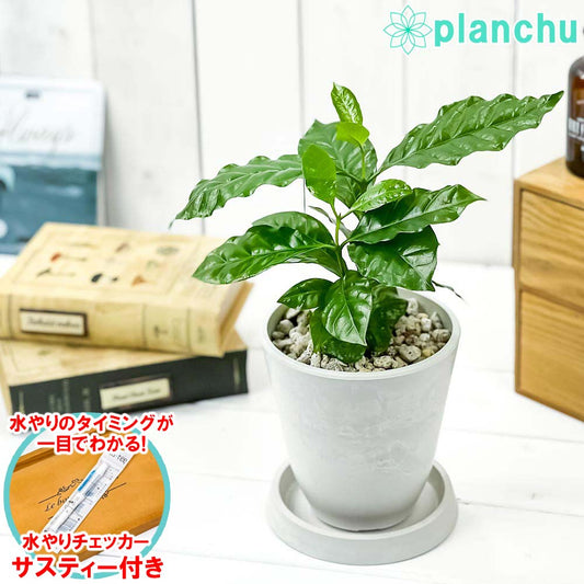 PLANCHU 観葉植物 コーヒーノキ アラビカ 4号樹脂鉢 ホワイト サスティー付き 受け皿付き 育て方説明書付き Coffea arabica コーヒーの木 珈琲の木 アラビカコーヒー