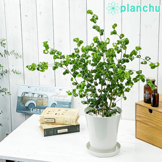 PLANCHU 観葉植物 フィカス ベンジャミン バロック 6号鉢 受け皿付き 育て方説明書付き PVP Ficus benjamina ‘Barok’ 幸運を呼ぶ木 ゴムノキ ゴムの木