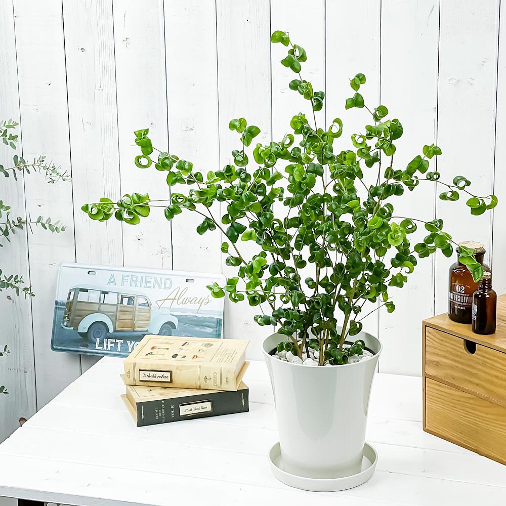PLANCHU 観葉植物 フィカス ベンジャミン バロック 6号鉢 受け皿付き 育て方説明書付き PVP Ficus benjamina ‘Barok’ 幸運を呼ぶ木 ゴムノキ ゴムの木