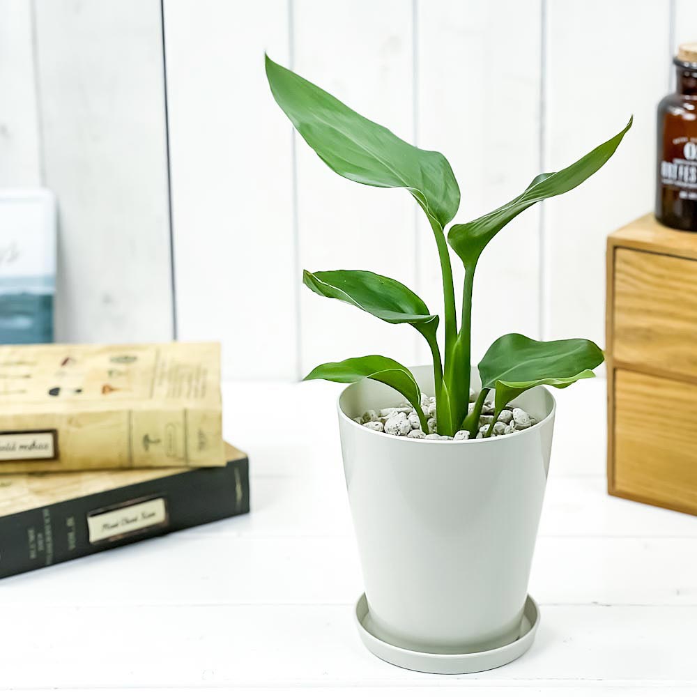 PLANCHU 観葉植物 ストレリチア レギネ 4号鉢 受け皿付き 育て方説明書付き Strelitzia reginae 極楽鳥花