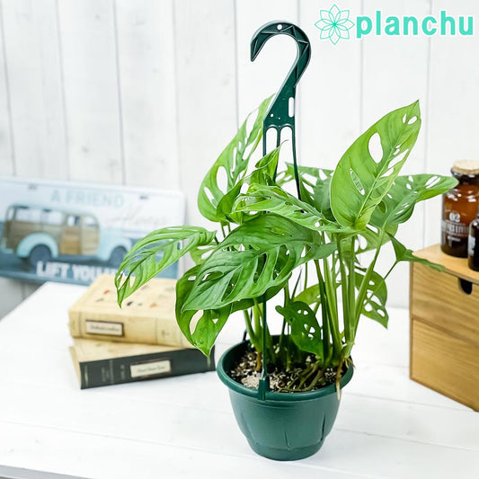 PLANCHU 観葉植物 マドカズラ モンステラ フリードリヒスターリー 5号吊り鉢 育て方説明書付き Monstera friedrichsthalii