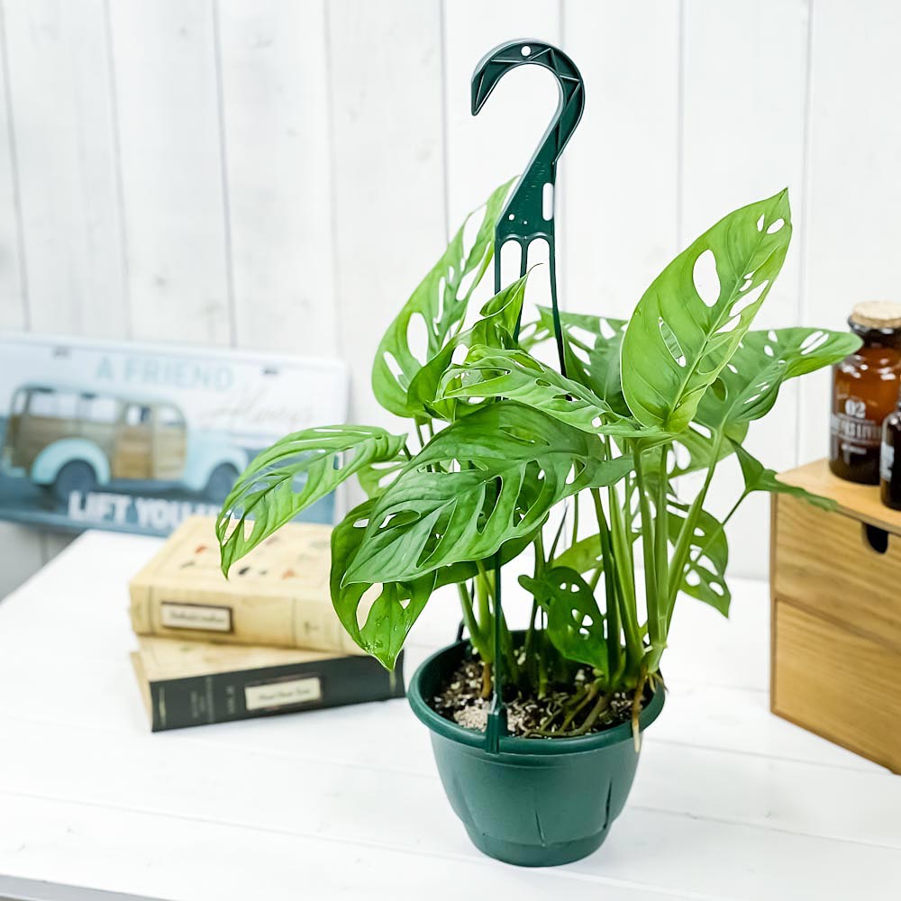 PLANCHU 観葉植物 マドカズラ モンステラ フリードリヒスターリー 5号吊り鉢 育て方説明書付き Monstera friedrichsthalii アロイド