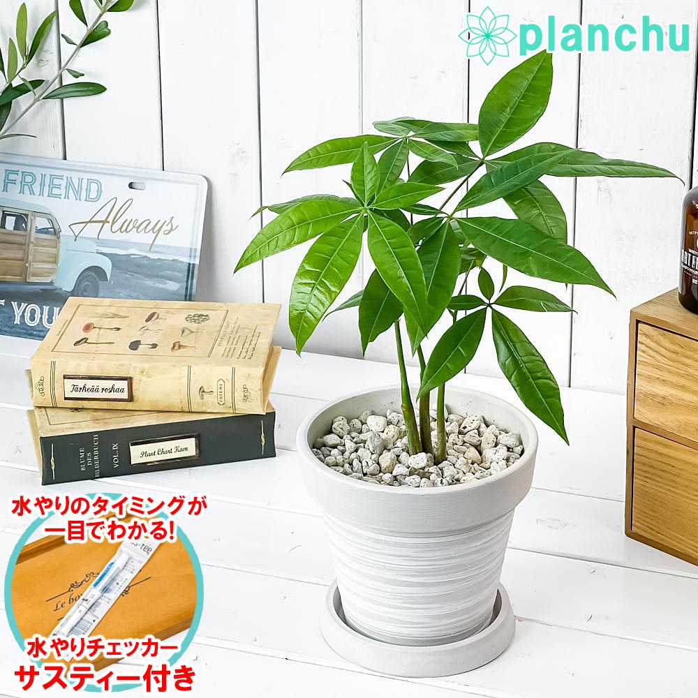 PLANCHU 観葉植物 パキラ ストレート 5号樹脂鉢 カーヴホワイト サスティー付き 受け皿付き 育て方説明書付き Pachira glabra 発財樹 実生