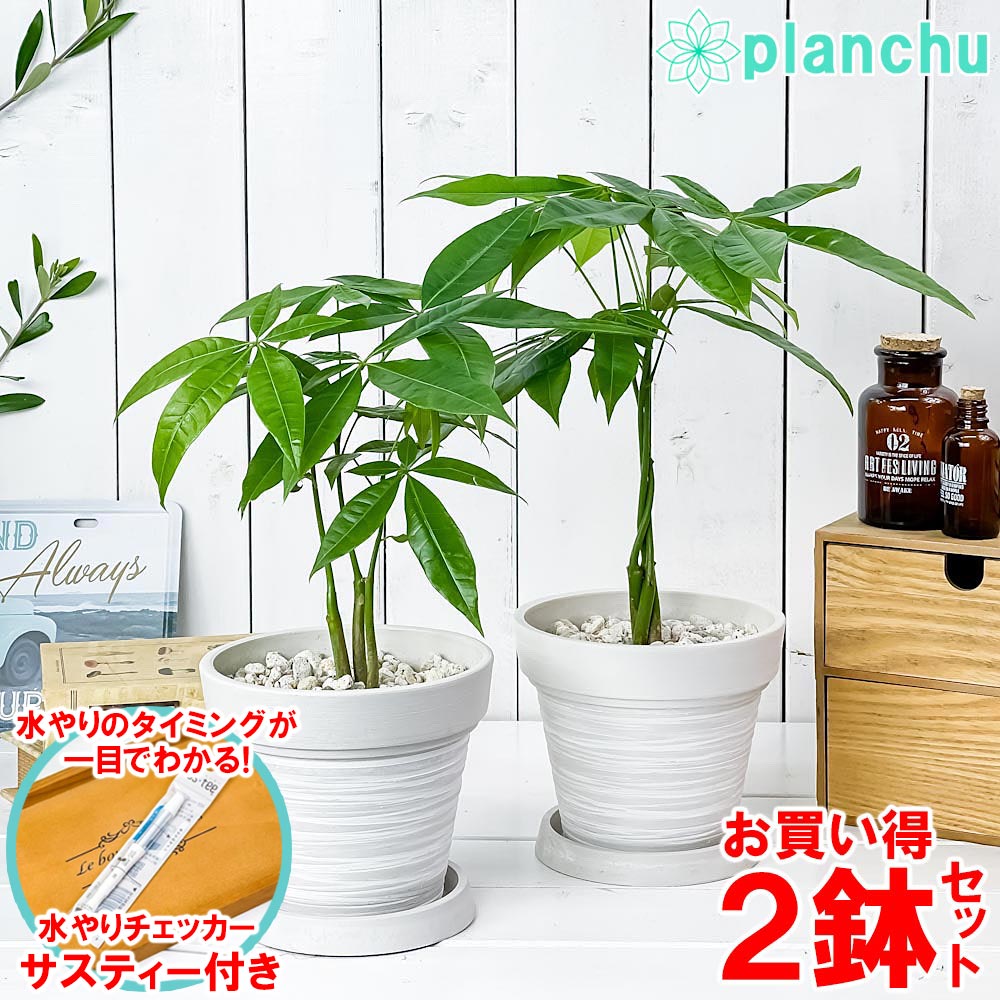 PLANCHU 観葉植物 パキラ ネジリ＆ストレート 2鉢セット 5号樹脂鉢 カーヴホワイト サスティー付き 受け皿付き 育て方説明書付き Pachira glabra 発財樹 実生